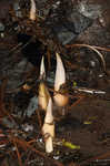 Skunk cabbage